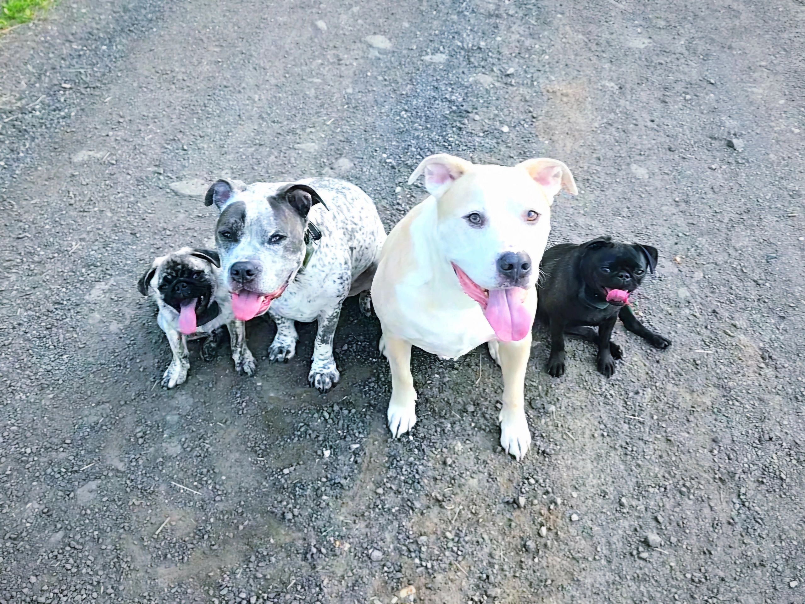 Four happy trained dogs sitting together