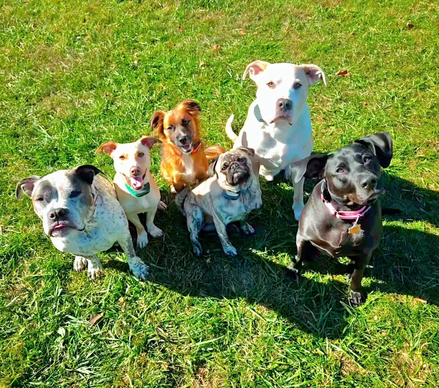 Trained dog out and about