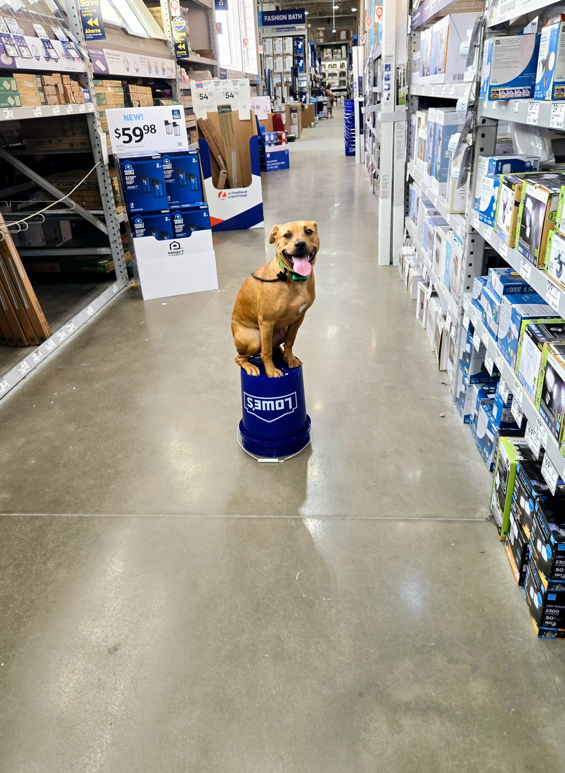 Dog with its owner outdoors