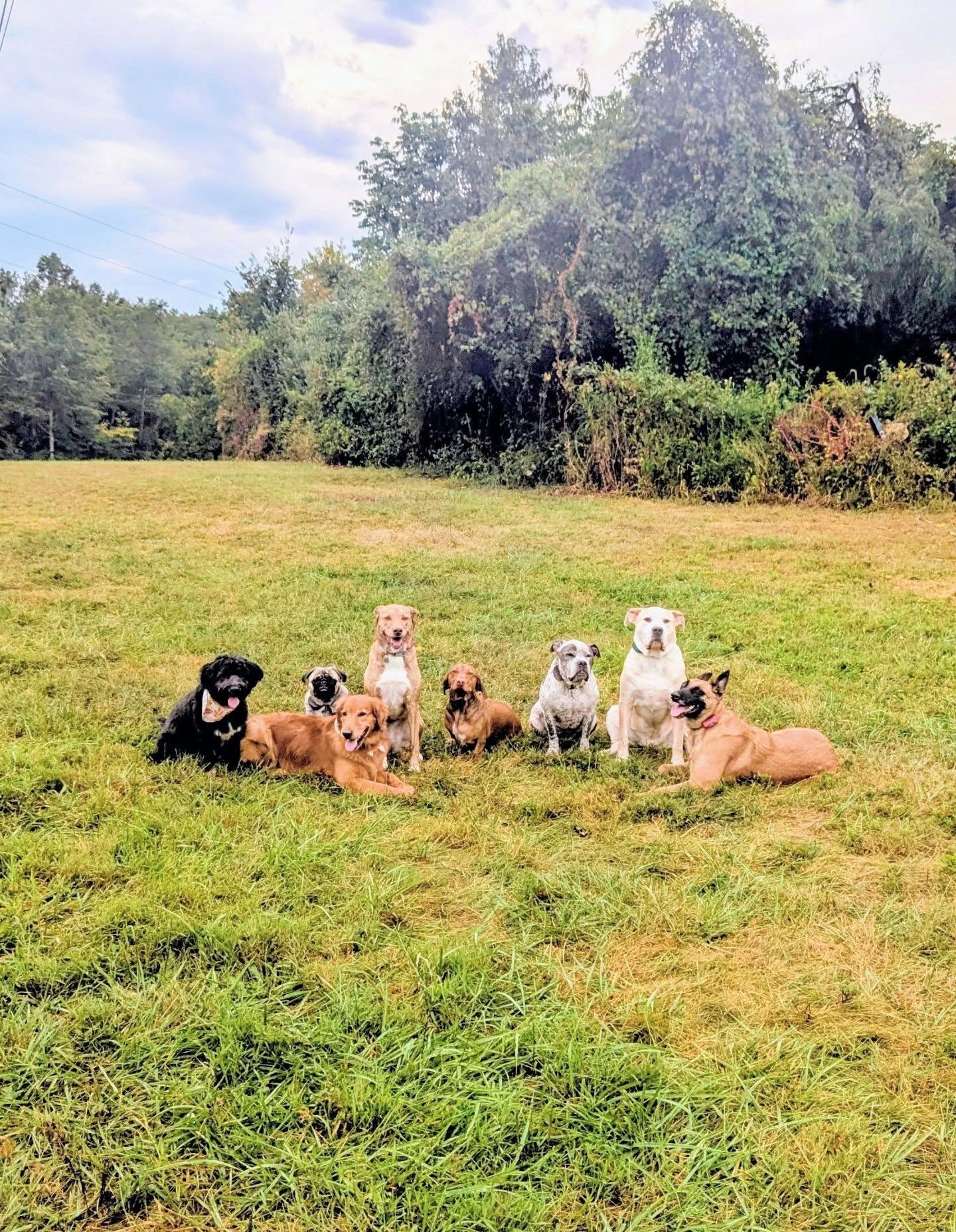 Trained dog on an outing