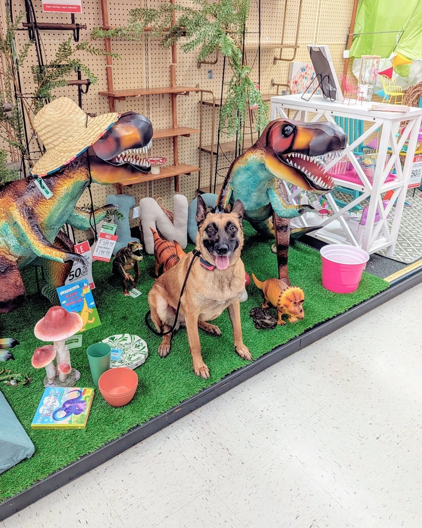 Dog out on a real-world adventure