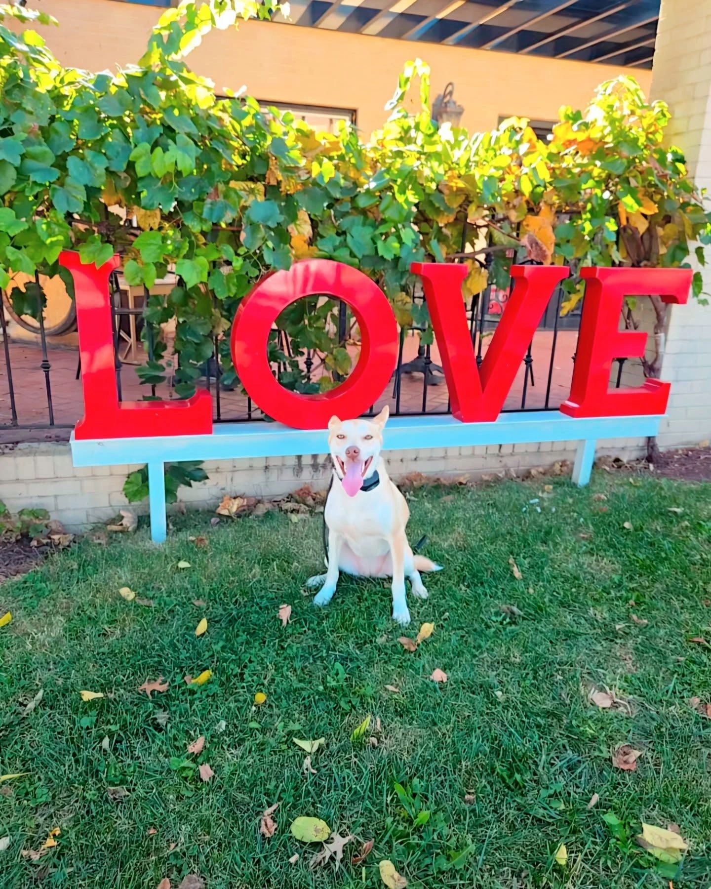 Happy dog sitting in front of a LOVE sign