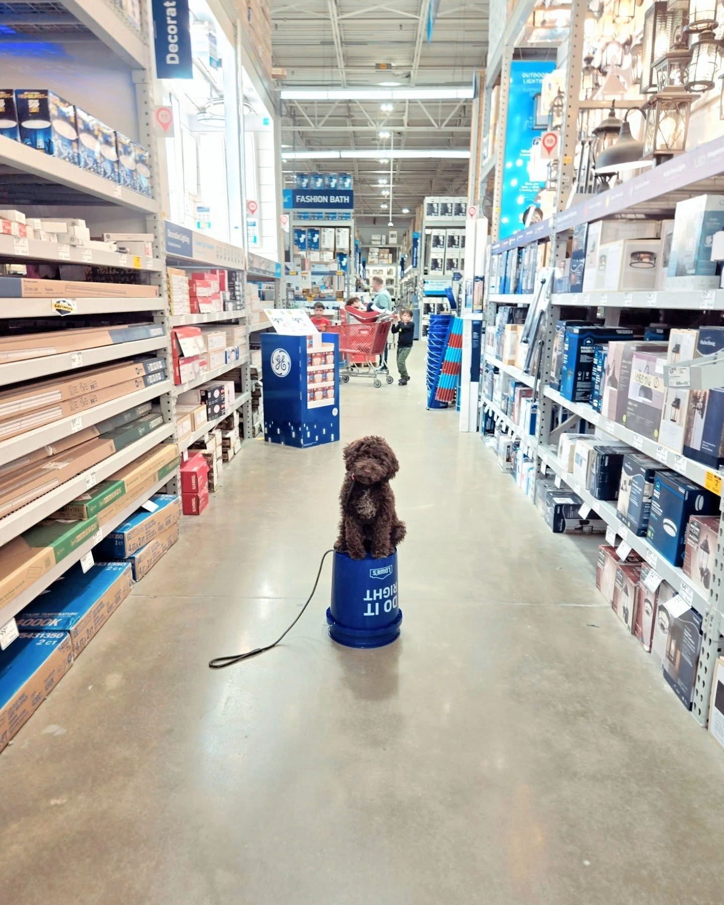 Chocolate puppy sitting on a bucket in a store aisle