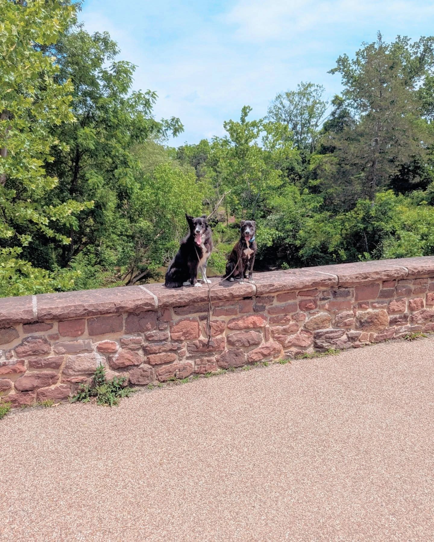 Two dogs sitting on a stone wall