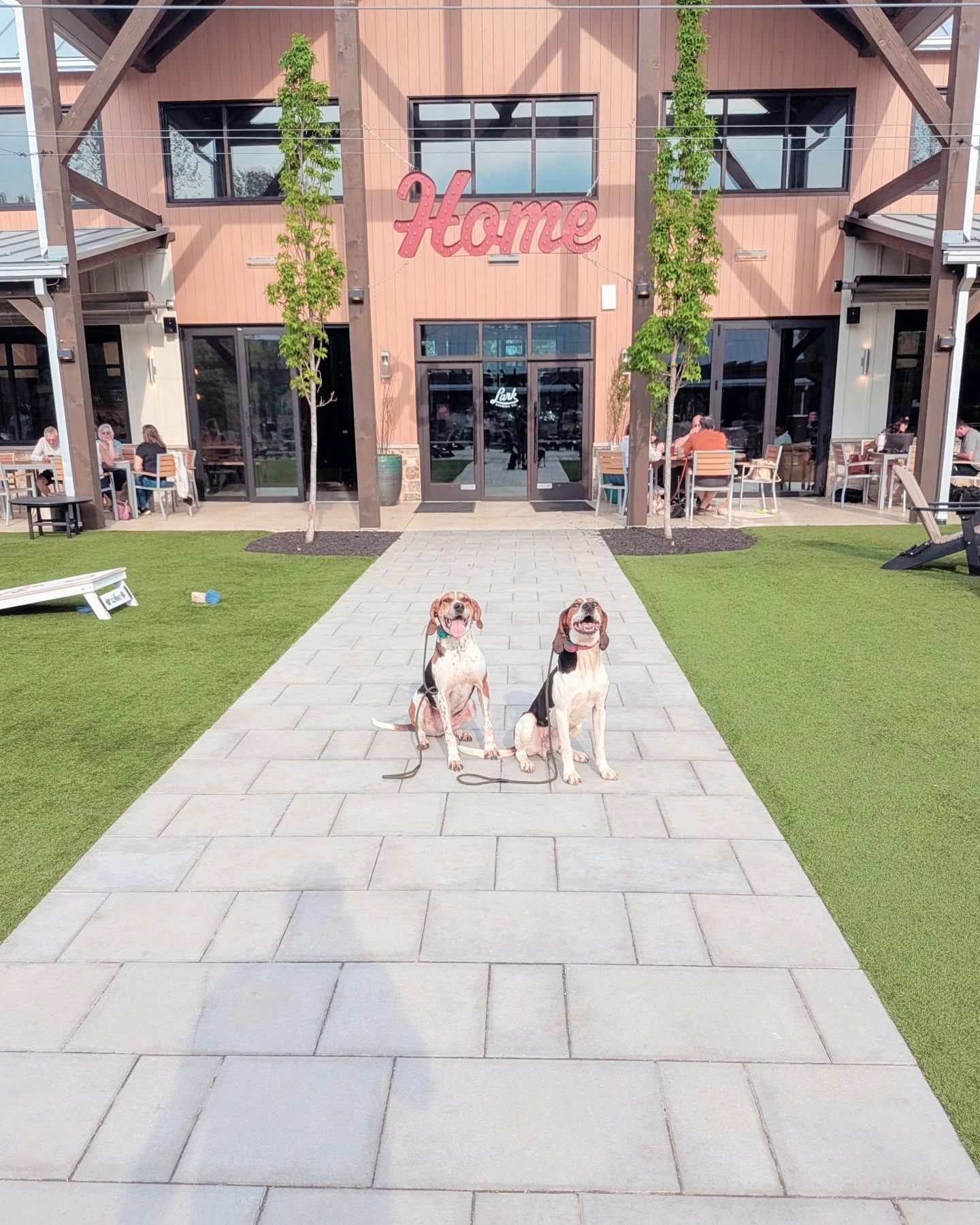 Two trained dogs sitting calmly outside a storefront