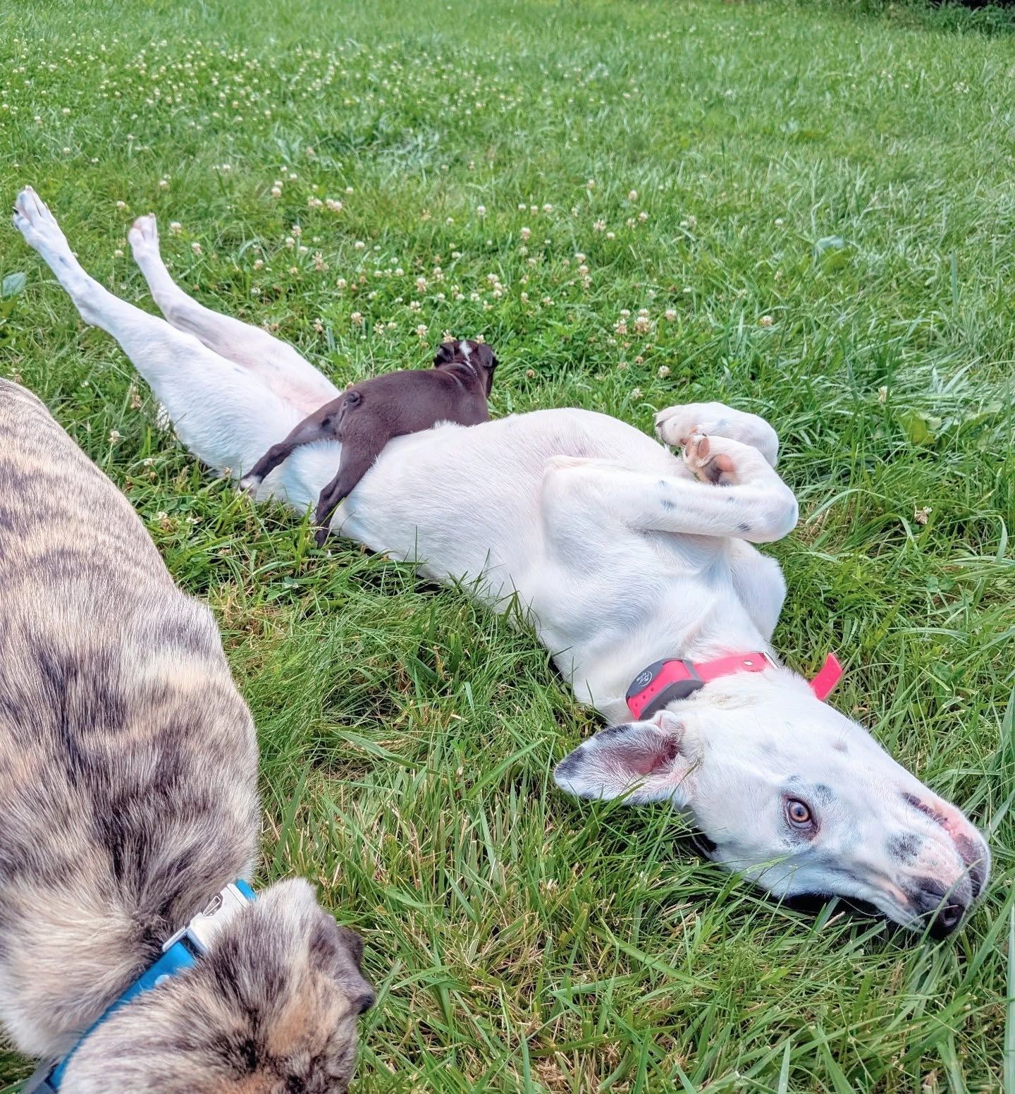 Young puppy playing on a white dog's back in the grass