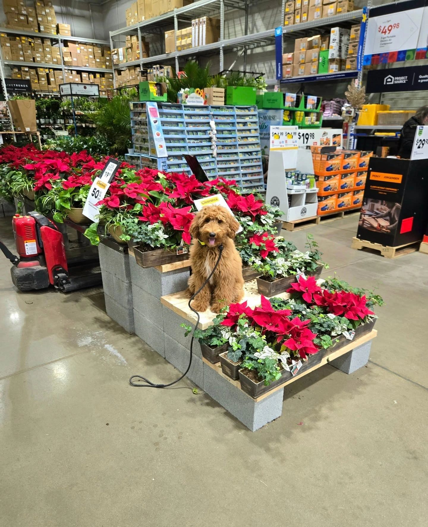 Apricot doodle puppy sitting on a store display